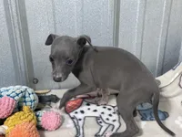 Harley, a female Italian Greyhound for sale in Willow Springs, MO – 6 of 6