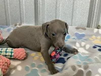 Bear, a male Italian Greyhound for sale in Willow Springs, MO – 6 of 8