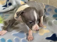 Tiny Tot, a female Italian Greyhound for sale in Willow Springs, MO – 2 of 7
