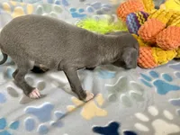 Tigerlily, a female Italian Greyhound for sale in Willow Springs, MO – 6 of 6