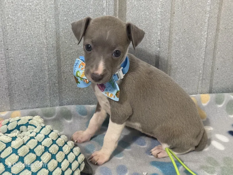 Dovie – Italian Greyhound puppy for sale in Willow Springs, MO