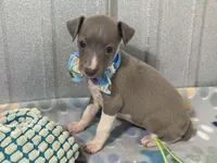 Dovie, a female Italian Greyhound for sale in Willow Springs, MO – 1 of 7