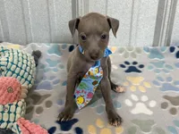 Shark, a male Italian Greyhound for sale in Willow Springs, MO – 2 of 7