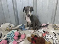 Strawberry, a female Italian Greyhound for sale in Willow Springs, MO – 2 of 7