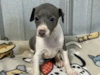 Cam, a female Italian Greyhound for sale in Willow Springs, MO – 2 of 7