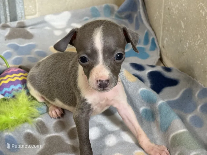 Tiny Tot – Italian Greyhound puppy for sale in Willow Springs, MO