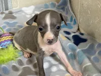 Tiny Tot, a female Italian Greyhound for sale in Willow Springs, MO – 1 of 7