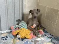 Lynx, a male Italian Greyhound for sale in Willow Springs, MO – 10 of 10