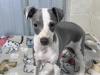 Leo, a male Italian Greyhound for sale in Willow Springs, MO – 2 of 5