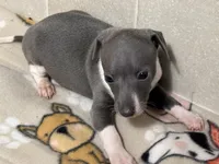Sebastian, a male Italian Greyhound for sale in Willow Springs, MO – Photo 1 of 5