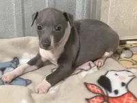 Sebastian, a male Italian Greyhound for sale in Willow Springs, MO – Photo 4 of 5