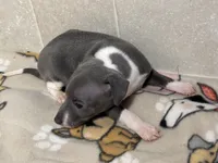 Sebastian, a male Italian Greyhound for sale in Willow Springs, MO – Photo 5 of 5