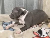 Sebastian, a male Italian Greyhound for sale in Willow Springs, MO – Photo 2 of 5