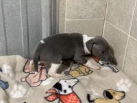 Sebastian, a male Italian Greyhound for sale in Willow Springs, MO – Photo 3 of 5