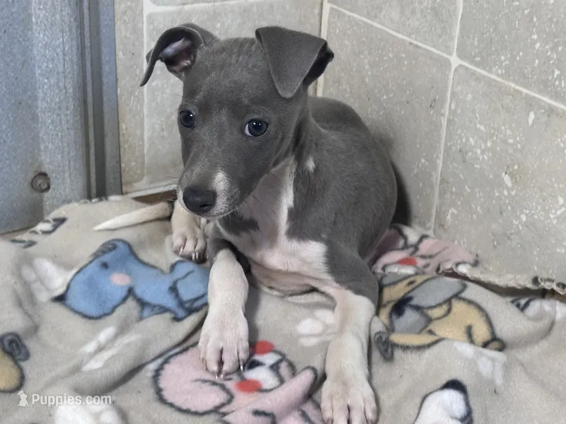 Donut – Italian Greyhound puppy for sale in Willow Springs, MO