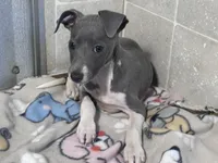 Donut, a male Italian Greyhound for sale in Willow Springs, MO – 1 of 8