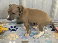 Mr. Orange, a male Italian Greyhound for sale in Willow Springs, MO – 7 of 8