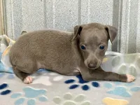 Tigerlily, a female Italian Greyhound for sale in Willow Springs, MO – 5 of 6