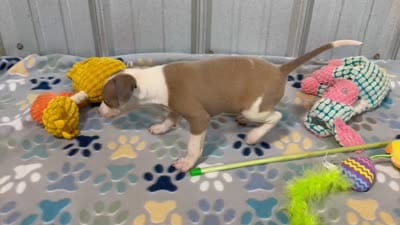 Miss Peach, a female Italian Greyhound for sale in Willow Springs, MO – 8 of 8
