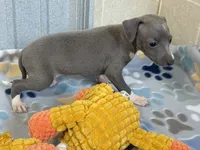 Swan, a female Italian Greyhound for sale in Willow Springs, MO – 4 of 7