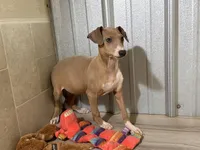 Froggy, a male Italian Greyhound for sale in Willow Springs, MO – Photo 4 of 4