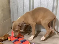 Froggy, a male Italian Greyhound for sale in Willow Springs, MO – Photo 3 of 4