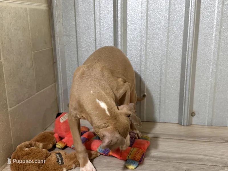 Froggy, a male Italian Greyhound for sale in Willow Springs, MO – Photo 1 of 4