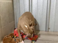 Froggy, a male Italian Greyhound for sale in Willow Springs, MO – Photo 1 of 4