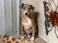 Froggy, a male Italian Greyhound for sale in Willow Springs, MO – Photo 2 of 4