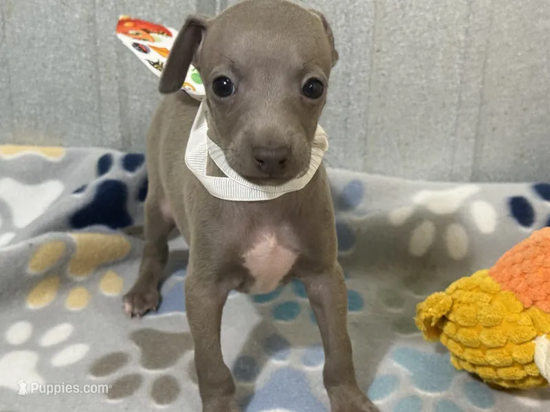 Lynx – Italian Greyhound puppy for sale in Willow Springs, MO