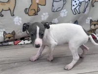 Trisha, a female Italian Greyhound for sale in Willow Springs, MO – Photo 3 of 4