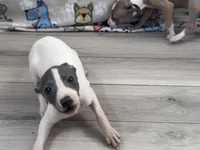 Trisha, a female Italian Greyhound for sale in Willow Springs, MO – Photo 2 of 4