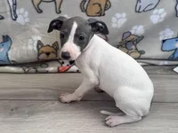 Trisha, a female Italian Greyhound for sale in Willow Springs, MO – Photo 4 of 4