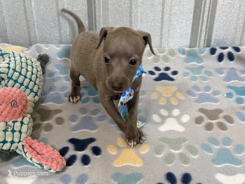 Shark – Italian Greyhound puppy for sale in Willow Springs, MO