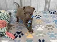 Shark, a male Italian Greyhound for sale in Willow Springs, MO – 1 of 7