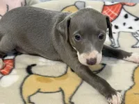 Carmen, a female Italian Greyhound for sale in Willow Springs, MO – 2 of 8
