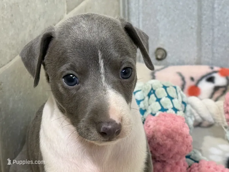 Chase – Italian Greyhound puppy for sale in Willow Springs, MO