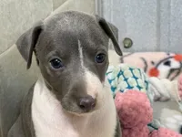 Chase, a male Italian Greyhound for sale in Willow Springs, MO – 1 of 7