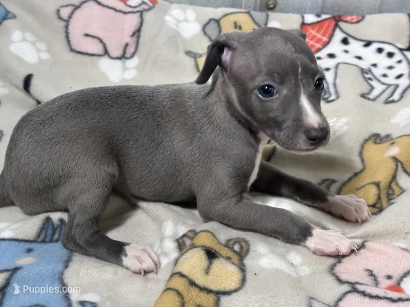 Bondo – Italian Greyhound puppy for sale in Willow Springs, MO
