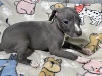 Bondo, a male Italian Greyhound for sale in Willow Springs, MO – 1 of 4