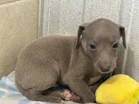 Bear, a male Italian Greyhound for sale in Willow Springs, MO – 3 of 8