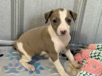 Miss Peach, a female Italian Greyhound for sale in Willow Springs, MO – 2 of 8