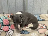 Chase, a male Italian Greyhound for sale in Willow Springs, MO – 4 of 7