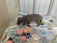 Bear, a male Italian Greyhound for sale in Willow Springs, MO – 7 of 8