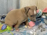 Mr. Apple, a male Italian Greyhound for sale in Willow Springs, MO – 4 of 8