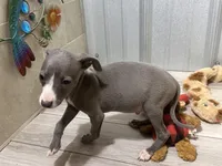 Nicco, a male Italian Greyhound for sale in Willow Springs, MO – Photo 2 of 5