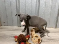 Nicco, a male Italian Greyhound for sale in Willow Springs, MO – Photo 5 of 5