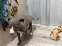 Nicco, a male Italian Greyhound for sale in Willow Springs, MO – Photo 3 of 5