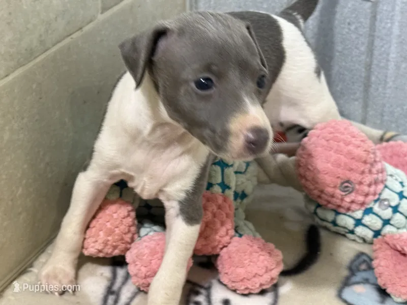 Cam – Italian Greyhound puppy for sale in Willow Springs, MO