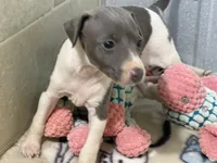 Cam, a female Italian Greyhound for sale in Willow Springs, MO – 1 of 7